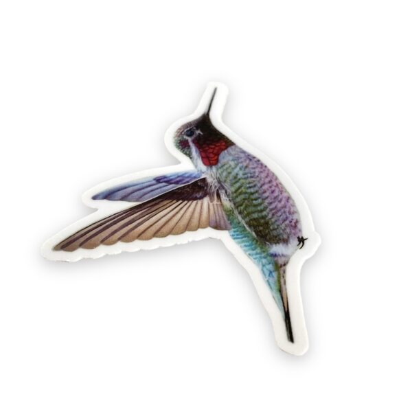 Hummingbird Sticker - Image 3