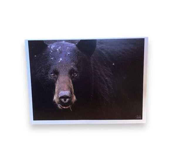 Black Bear Stare