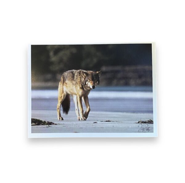 Coastal Wolf